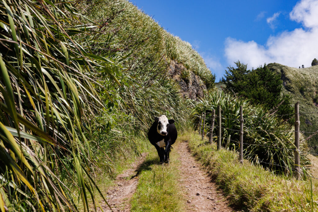 A black and white cow stands on a narrow dirt path surrounded by tall green grass on a sunny day.